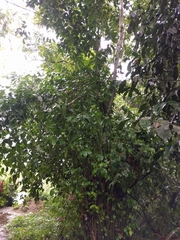 Ilex guayusa