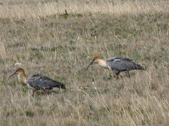 Theristicus branickii