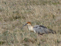 Theristicus branickii
