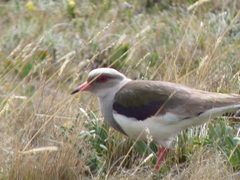 Vanellus resplendens