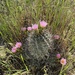 Sclerocactus dawsoniae - Photo (c) travisgrafitti, μερικά δικαιώματα διατηρούνται (CC BY-NC)