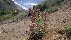 Matthiola odoratissima