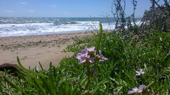 Cakile maritima euxina