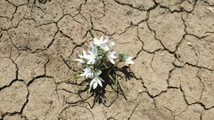 Ornithogalum navaschinii