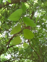 Aristolochia macrophylla