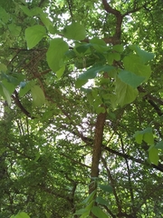 Aristolochia macrophylla