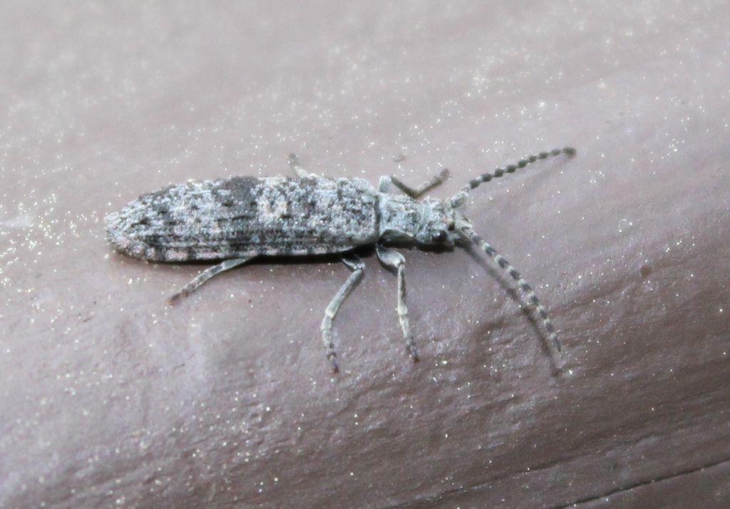 Priacma bleach beetle
