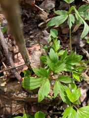 Ranunculus hispidus nitidus