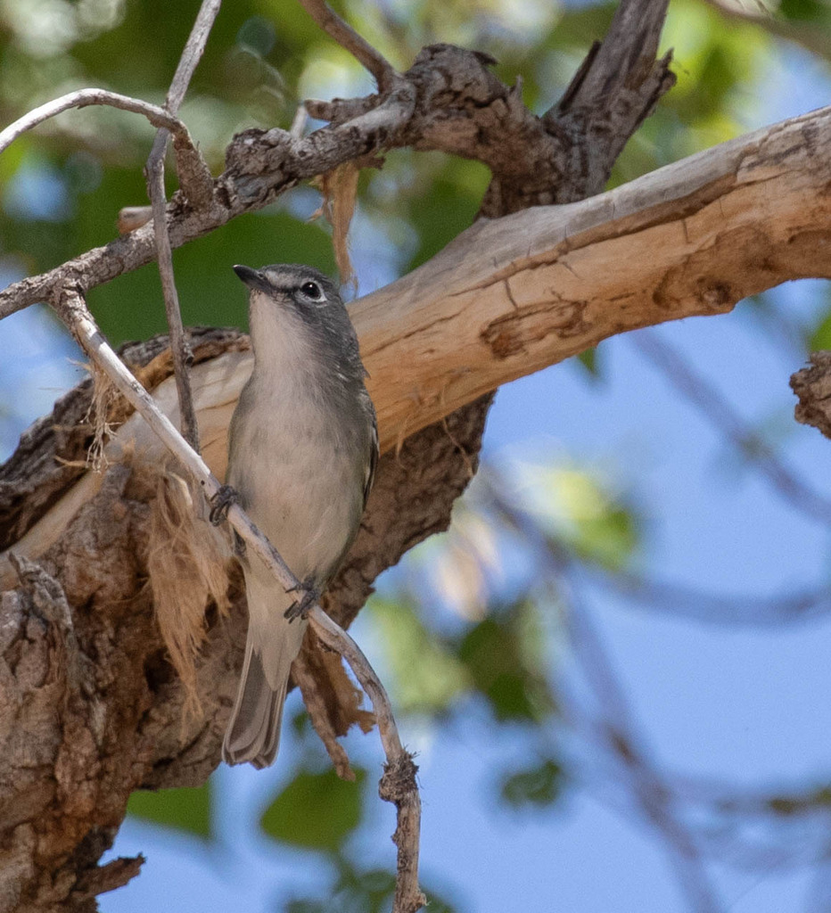 Plumbeous Vireo from Cochise County, AZ on April 30, 2024 at 10:46 AM ...