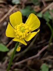 Ranunculus hispidus nitidus