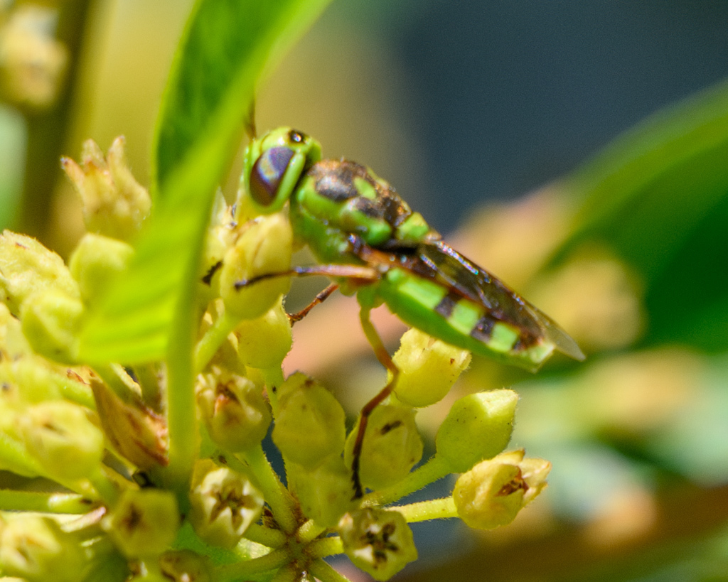 Green Soldier Fly from McKinney, TX, USA on May 14, 2024 at 11:59 AM by ...