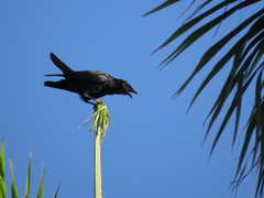 Corvus nasicus
