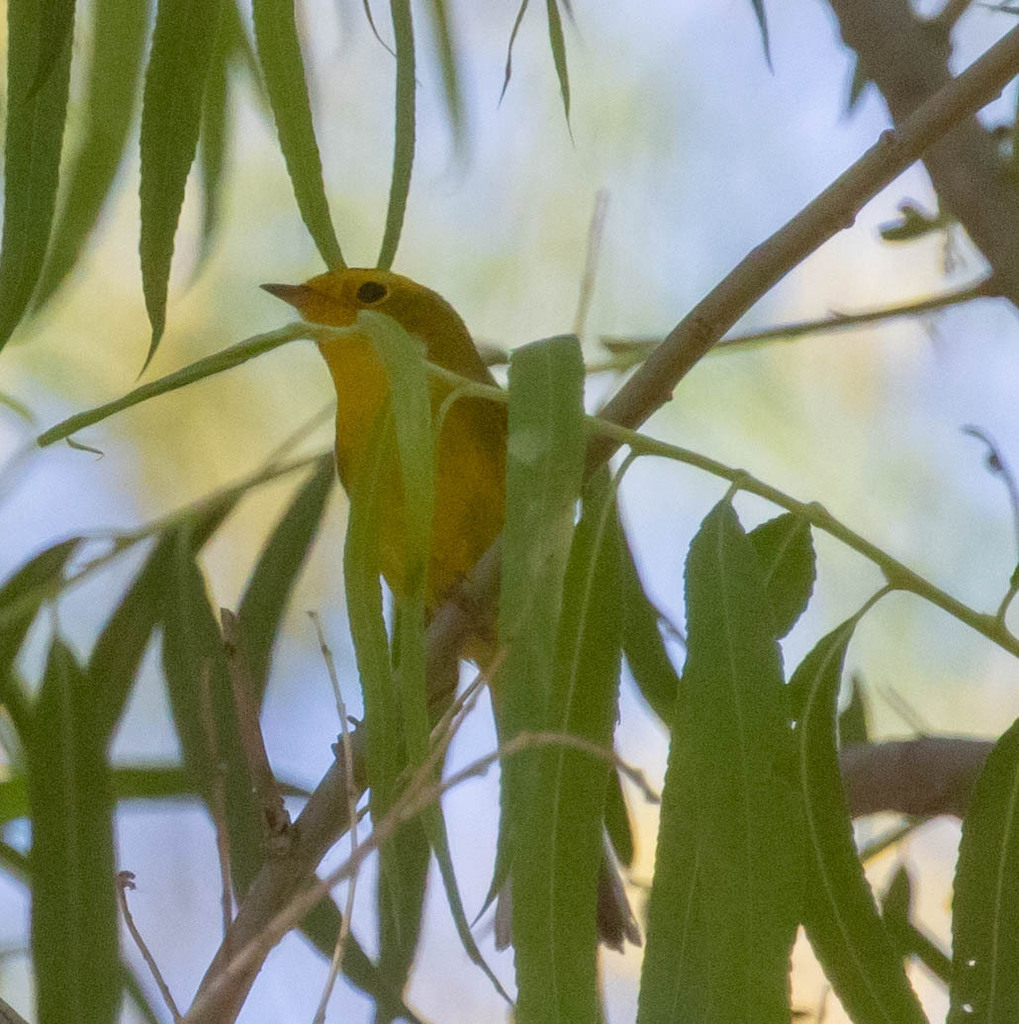 Yellow Warbler from Cochise County, AZ on April 30, 2024 at 11:09 AM by ...