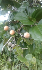 Sarcomphalus joazeiro