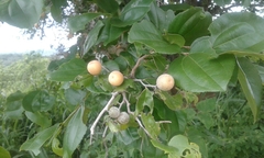 Sarcomphalus joazeiro