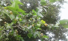 Sarcomphalus joazeiro