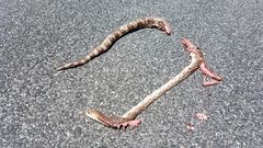 Pituophis melanoleucus mugitus
