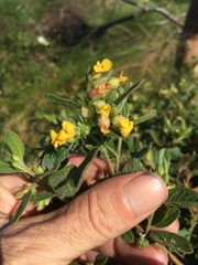 Hermannia salviifolia