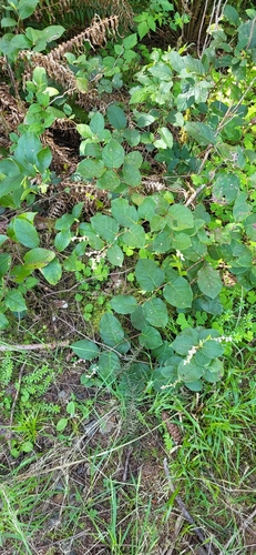 Gaultheria shallon