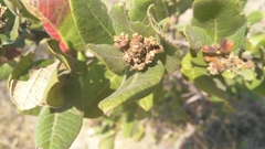 Rhus standleyi