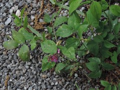 Lathyrus venetus