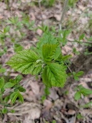 Crataegus mollis