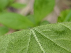 Crataegus mollis