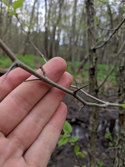 Crataegus mollis