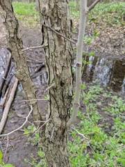 Crataegus mollis