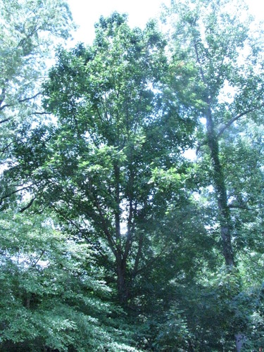 Quercus X tottenii