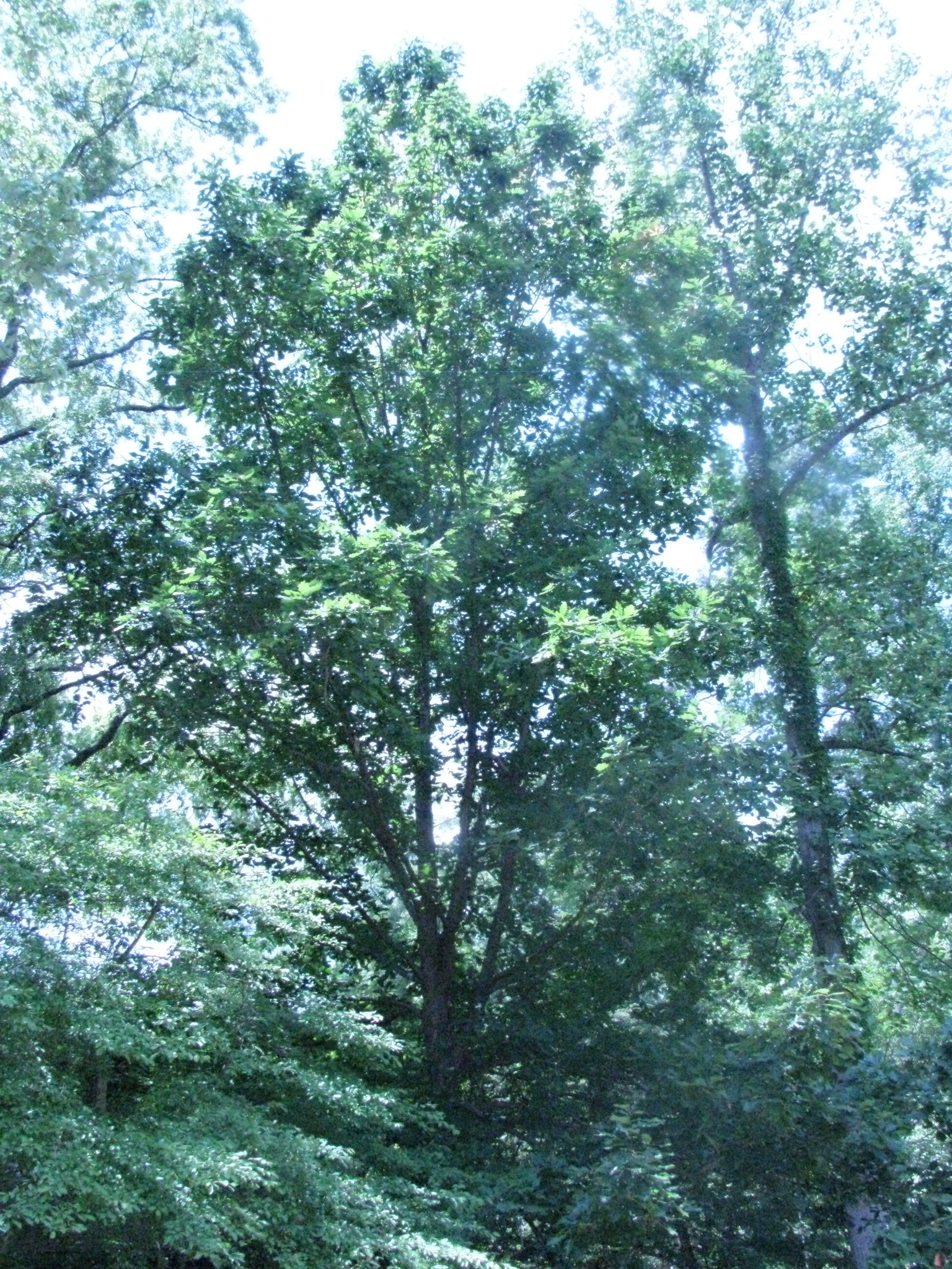 Quercus X tottenii
