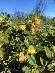 Hermannia salviifolia