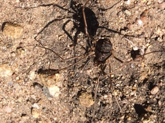 Protolophus