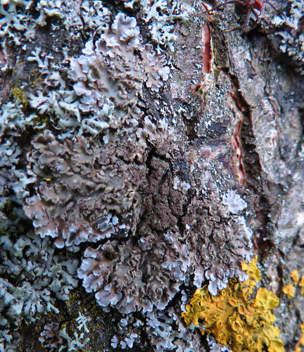 Geltonvidurė Žiauberūnė