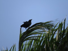 Corvus palmarum