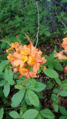 Rhododendron calendulaceum
