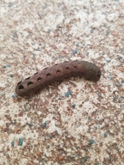 Noctuinae