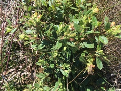 Hermannia salviifolia