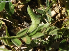 Astragalus asterias