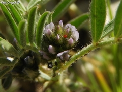 Biserrula epiglottis