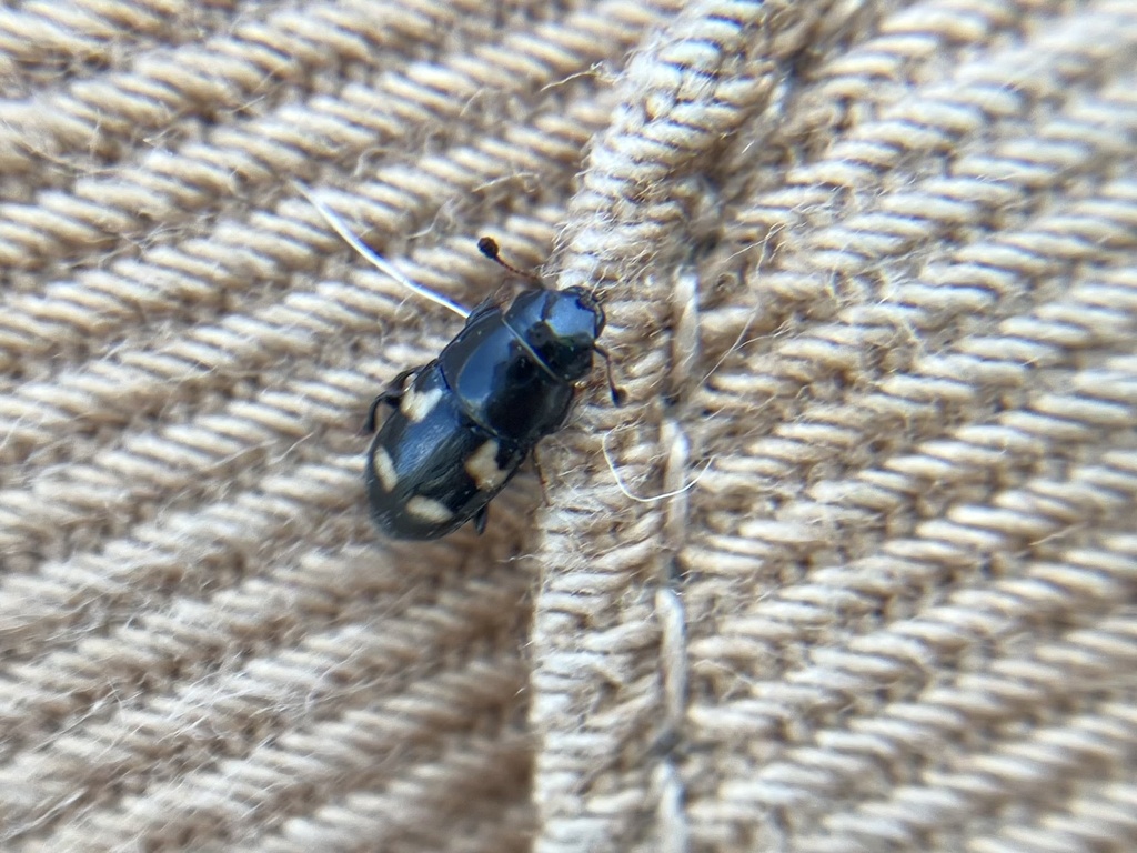 Four-spotted Sap Beetle