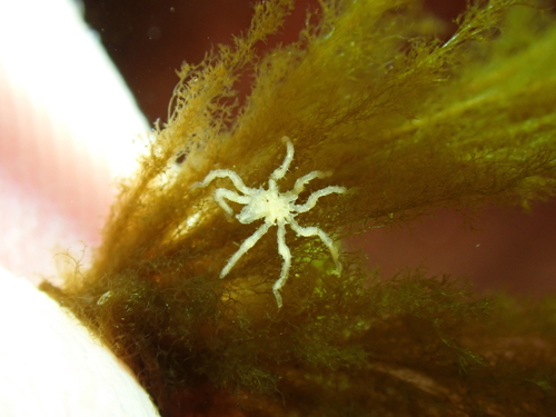 Achelia observed 2024-05-14