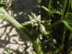 Biserrula epiglottis