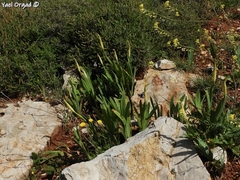 Iris bismarckiana