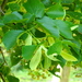 American Basswood - Photo (c) Greg Maher, some rights reserved (CC BY-NC), uploaded by Greg Maher