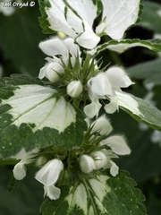 Lamium moschatum