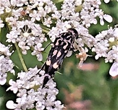 Hoshihananomia octopunctata