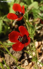 Papaver argemone