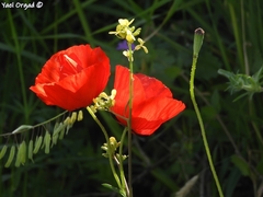Papaver syriacum