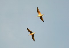 Numenius phaeopus hudsonicus